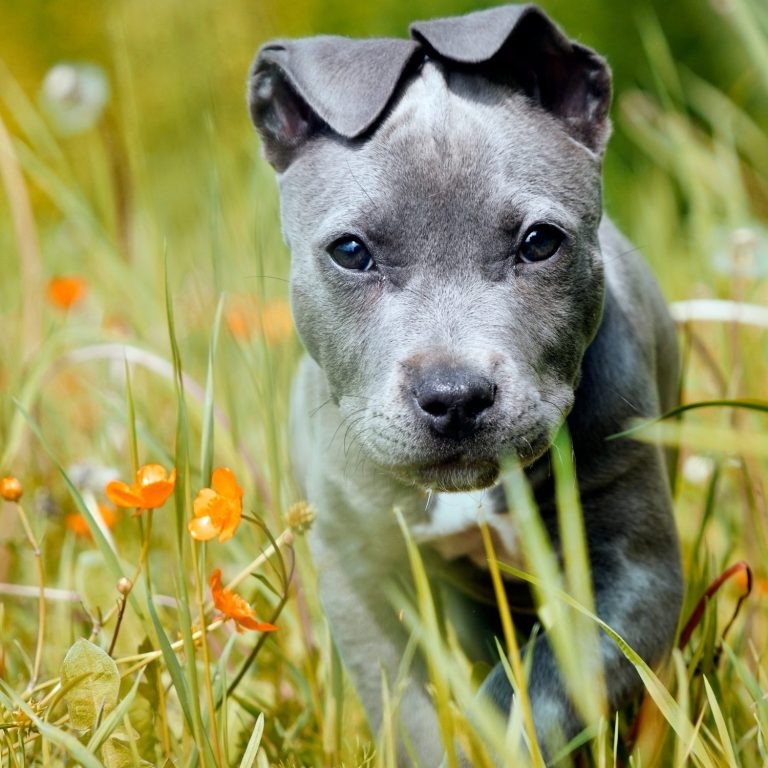 Tierporträt eines jungen Hundes Junger grauer Hund im grünen Gras
